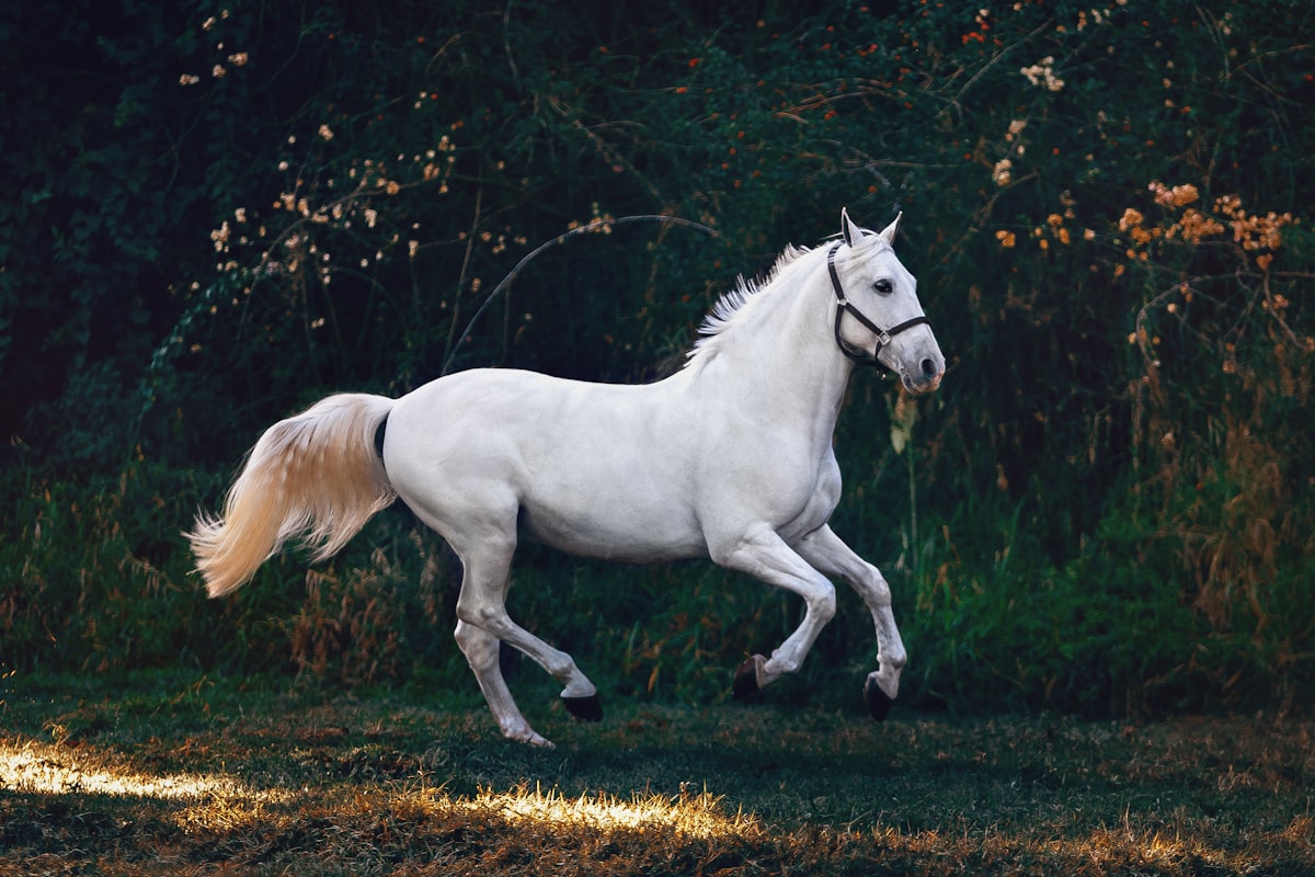 Young horse during foundation training