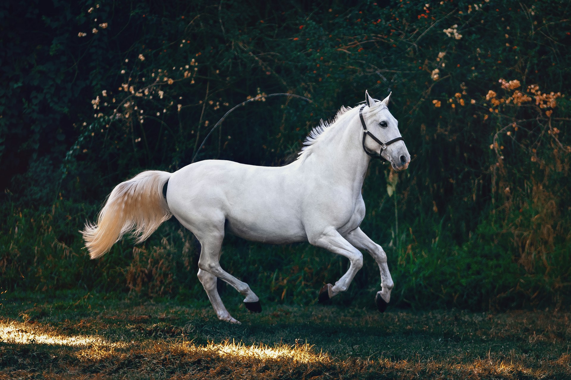 Horses running across Wyoming prairie